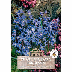 Chionodoxa Sardensis ‘Glory of the Snow’ (20 Bulbs) image 0