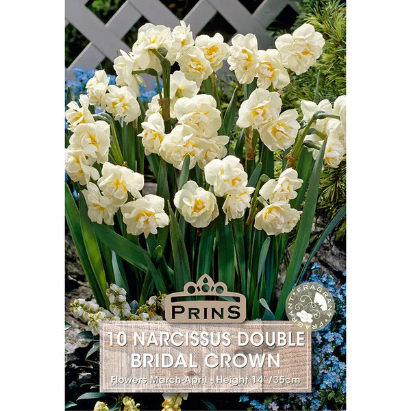 Narcissus Double 'Bridal Crown' (10 bulbs) image 0