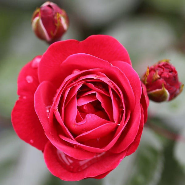 Whartons Roses ‘Precious Ruby’ Bush Rose (3-Litre Pot) image 0