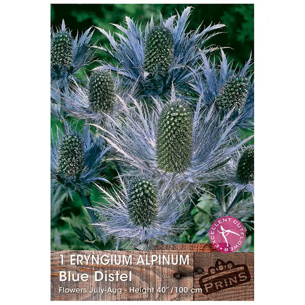 Eryngium alpinum 'Blue Distel' (1 bulb) image 0