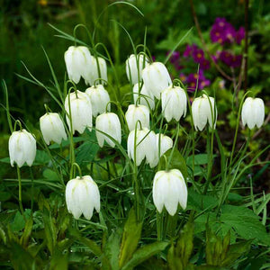 Fritillaria meleagris 'Alba' 'White Snake's Head Fritillary' (10 bulbs) image 1