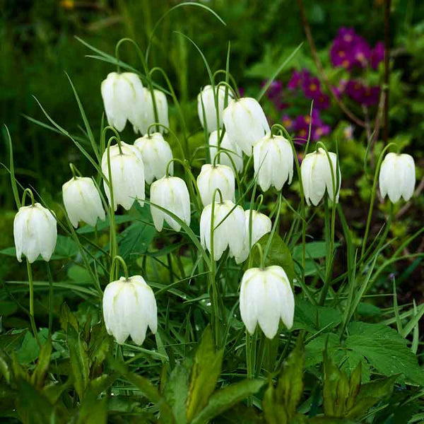 Fritillaria meleagris 'Alba' 'White Snake's Head Fritillary' (10 bulbs) image 1