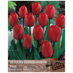 Tulip 'Darwin Red' (25 bulbs) image 0