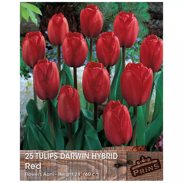 Tulip 'Darwin Red' (25 bulbs) image 0