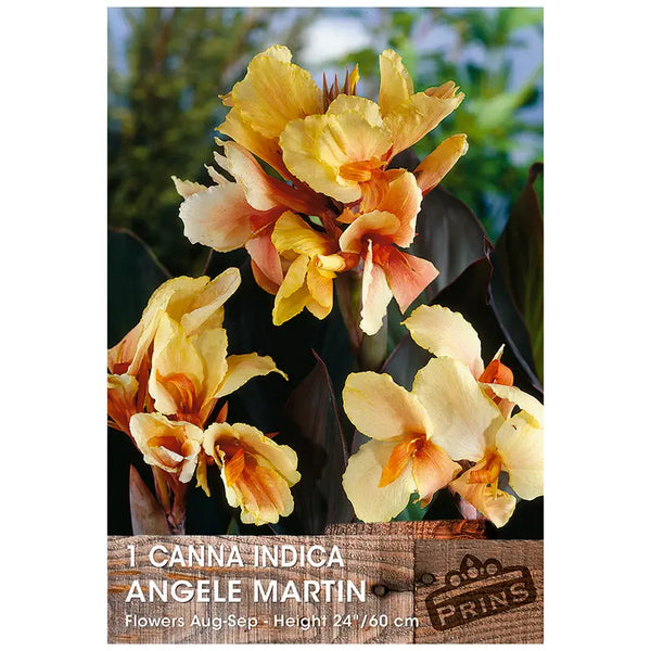 Canna Indica 'Angele Martin' (1 bulb) image 0