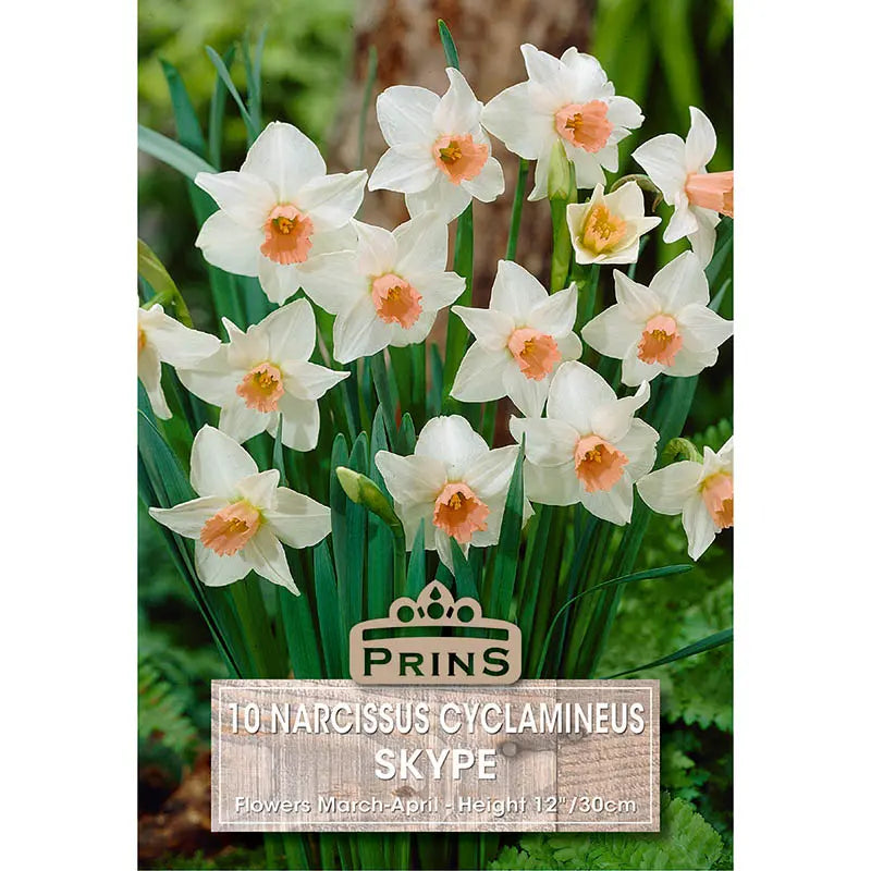 Narcissus 'Skype' (10 bulbs) image 0