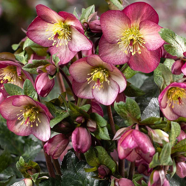 Helleborus ‘HGC Ice N’ Roses Mary Marble’ image 0