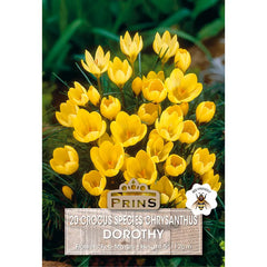 Crocus 'Dorothy' (20 bulbs) image 0