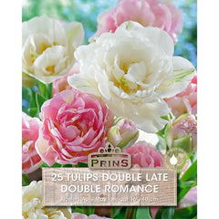 Tulip 'Double Romance' (25 bulbs) image 0