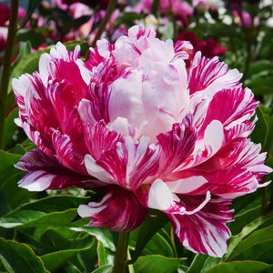 Peony 'Candy Stripe' image 1