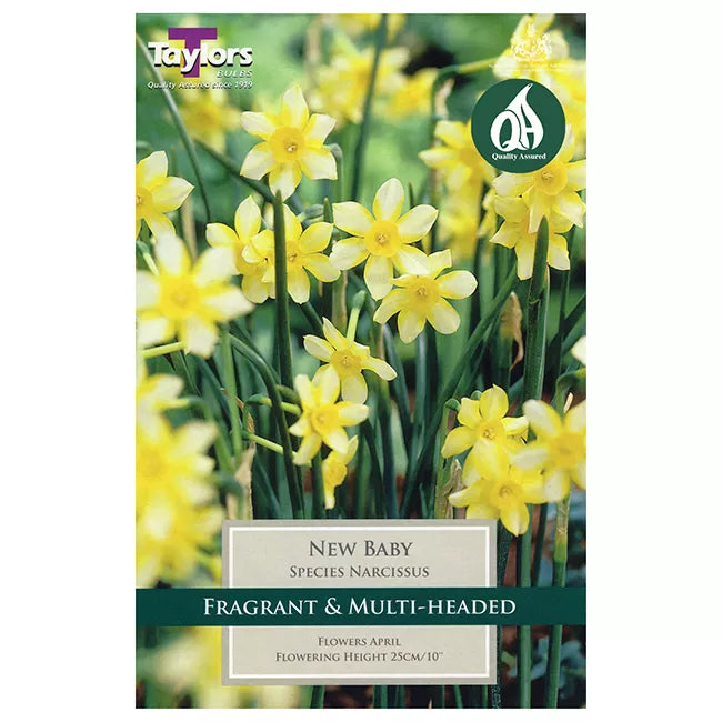 Narcissus 'New Baby' Daffodils (8 bulbs) image 0