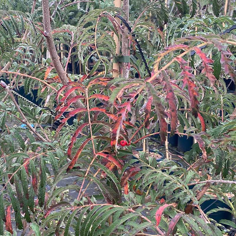 Sorbus aucuparia ‘Cardinal Royal’ Tree (Michred) (12-Litre Pot) image 0