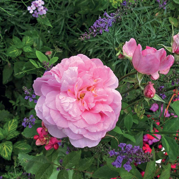 David Austin The Mayflower® English Shrub Rose (6-Litre Pot) image 2