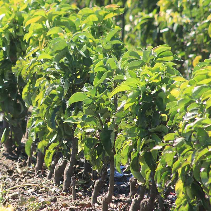 Pyrus ‘Prince William’ Dwarf Pear Tree (5.5-Litre Pot) image 0