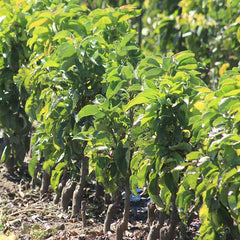 Pyrus ‘Prince William’ Dwarf Pear Tree (5.5-Litre Pot) image 0