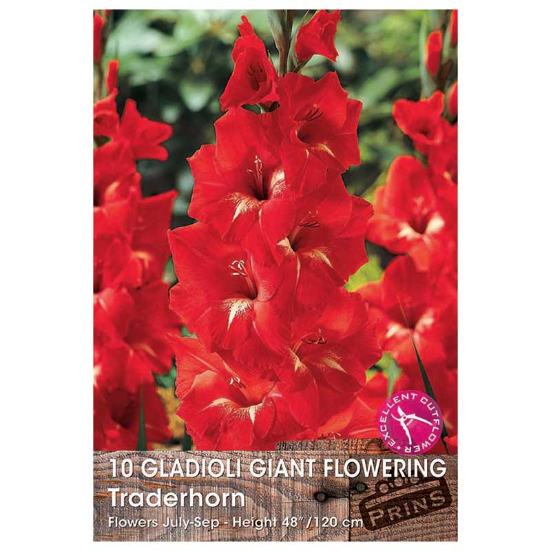 Gladioli Giant Flowering 'Traderhorn' - 10 bulbs image 0