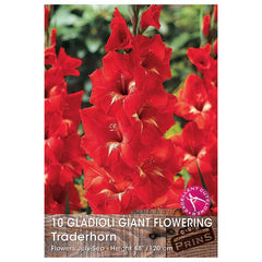 Gladioli Giant Flowering 'Traderhorn' - 10 bulbs image 0