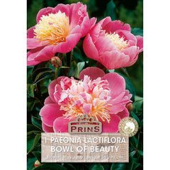 Paeonia lactiflora 'Bowl of Beauty' (1 bare root) image 0