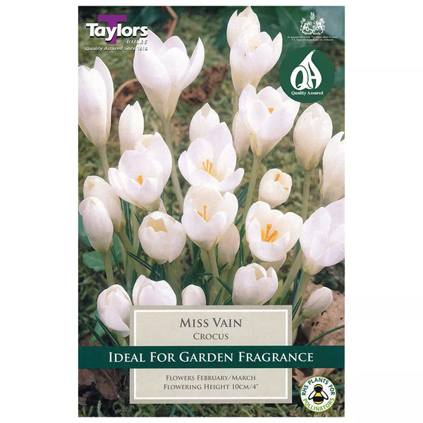 Crocus 'Miss Vain' (12 bulbs) image 0