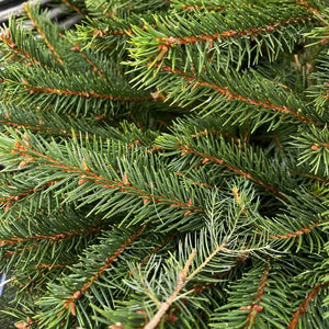 Needlefresh Norway Spruce Pot Grown Christmas Tree image 2