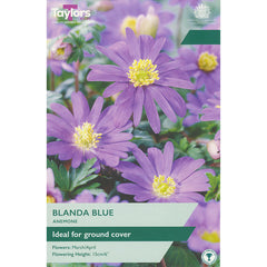 Anemone ‘Blanda Blue’ (25 Bulbs) image 0