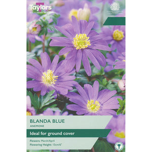 Anemone ‘Blanda Blue’ (25 Bulbs) image 0