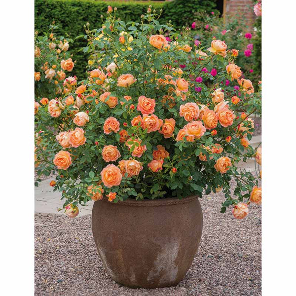 David Austin Lady of Shalott® English Shrub Rose (6-Litre Pot) image 3