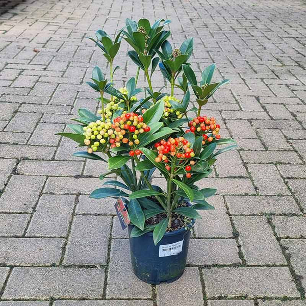 Skimmia japonica ‘Pabella’ (f) (15cm Pot) image 1