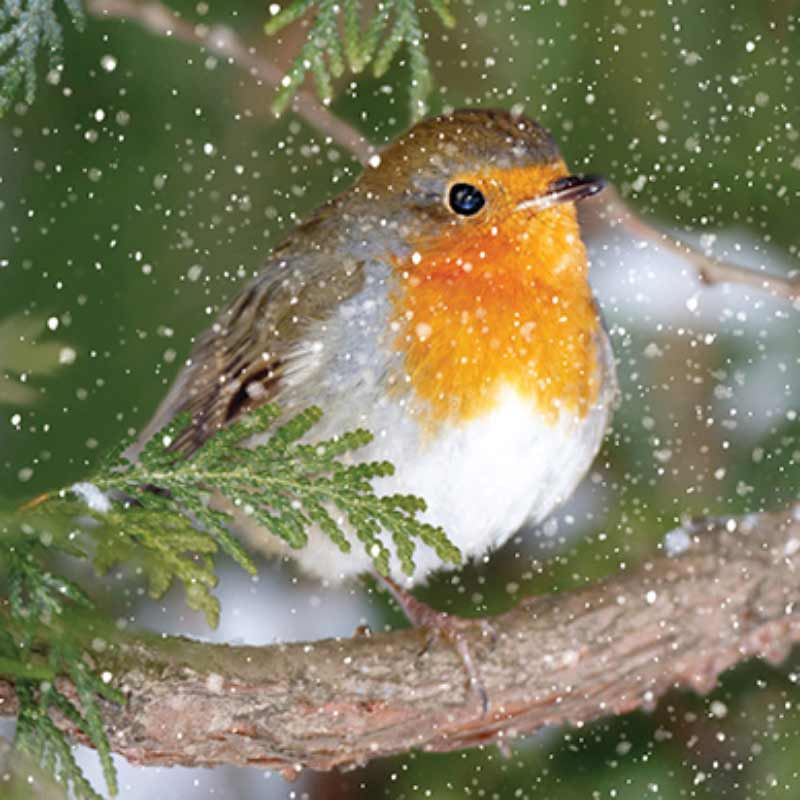 Ling Charity Christmas Cards - Robin On Branch (Pack of 6) image 0