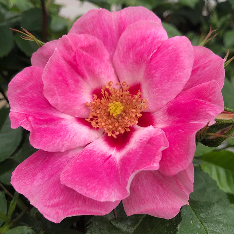 Whartons Roses ‘See You In Rose’ Shrub Rose (3-Litre Pot) image 0