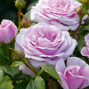 Whartons Roses ‘Hopes and Dreams’ Hybrid Tea Bush Rose (3-Litre Pot) image 0