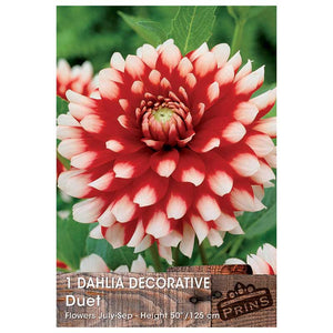 Dahlia Decorative 'Duet' (1 tuber) image 0