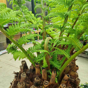 Dicksonia antarctica Tree Fern 4ft image 2