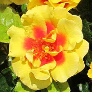 Whartons Roses ‘Peter’s Persica’ Patio Climbing Rose (4-Litre Pot) image 0