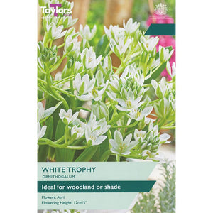 Ornithogalum ‘White Trophy’ (15 Bulbs) image 0
