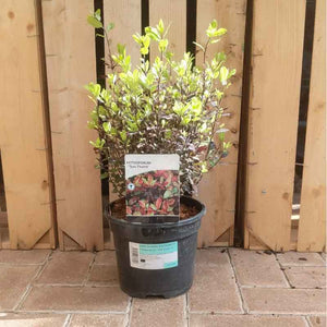 Pittosporum tenuifolium 'Tom Thumb' (3-Litre Pot) image 0