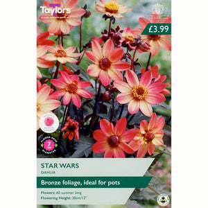 Dahlia ‘Star Wars’ with Bronze-Pink and Yellow Flowers (1 Tuber) image 0