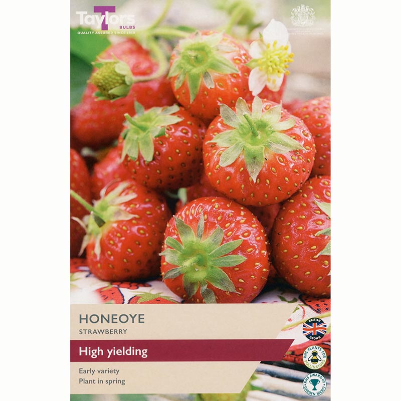 Strawberry ‘Honeoye’ (3 Crowns) image 0