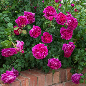 David Austin Young Lycidas® English Shrub Rose (6-Litre Pot) image 1