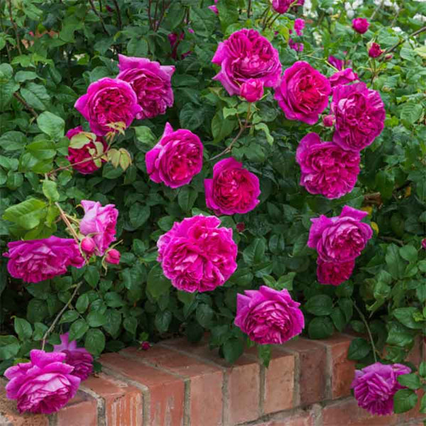 David Austin Young Lycidas® English Shrub Rose (6-Litre Pot) image 1