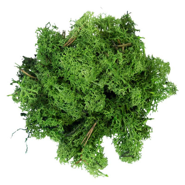 My Village Dark Green Reindeer Moss (500g) image 0