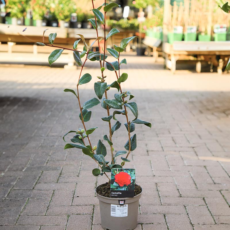 Camellia x williamsii 'Les Jury' (3 litre pot) image 0