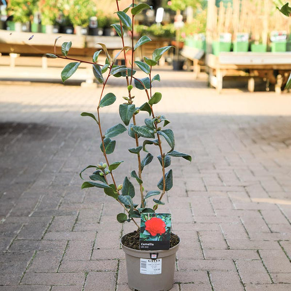 Camellia x williamsii 'Les Jury' (3 litre pot) image 0