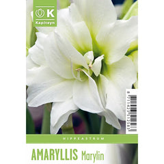Amaryllis 'Marylin' (1 bulb) image 0