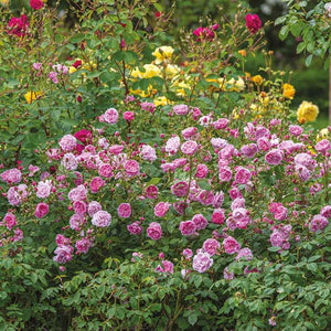 David Austin Harlow Carr® English Shrub Rose (6-Litre Pot) image 2