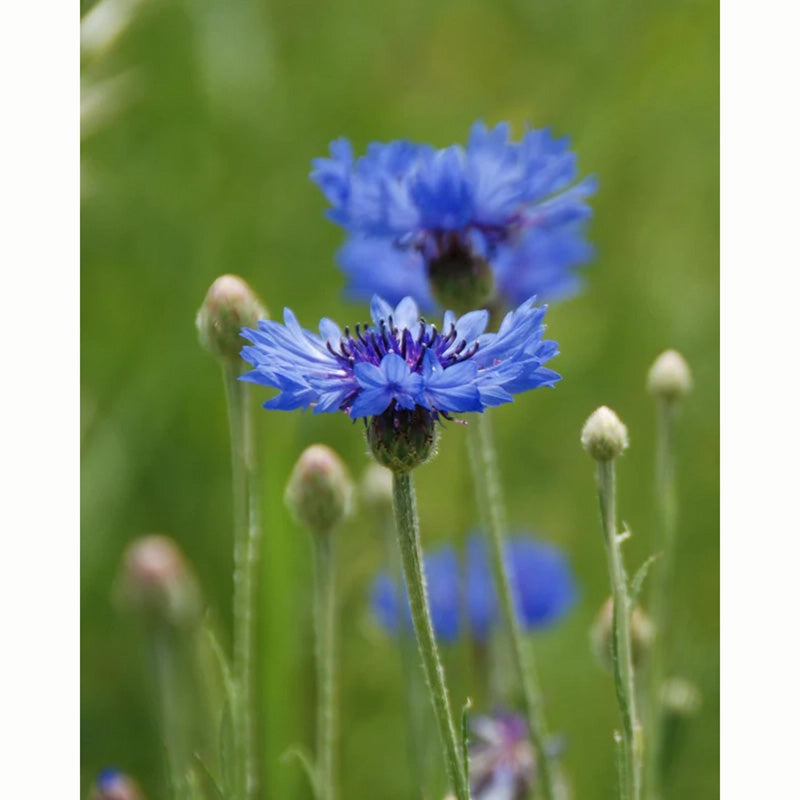 Cornflower Wild Flower Seeds (1 Packet) image 0