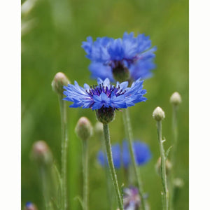 Cornflower Wild Flower Seeds (1 Packet) image 0