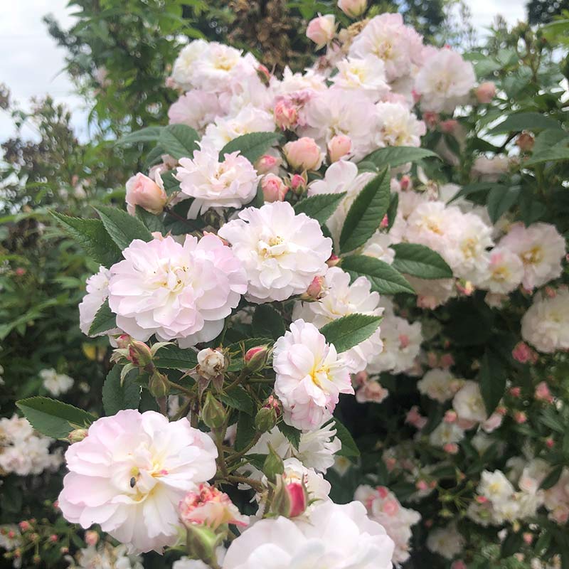 Peter Beales ‘Sweet Siluetta’ Rambling Rose (4-Litre Pot) image 0