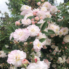 Peter Beales ‘Sweet Siluetta’ Rambling Rose (4-Litre Pot) image 0