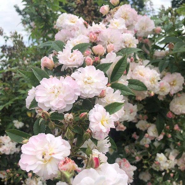 Peter Beales ‘Sweet Siluetta’ Rambling Rose (4-Litre Pot) image 0